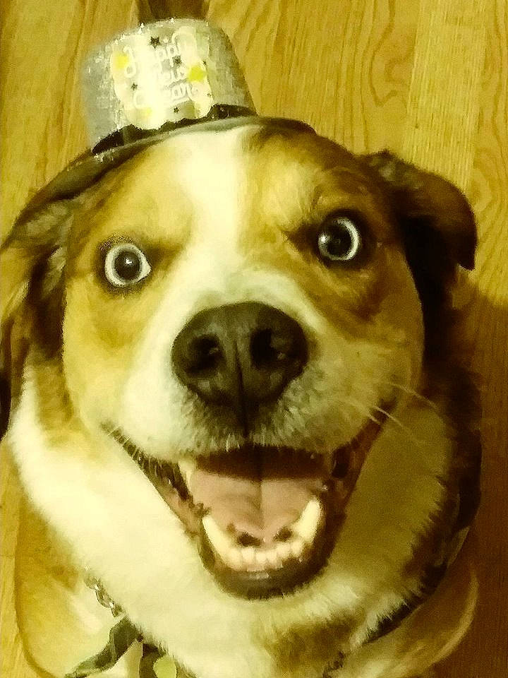 Jakey joined the competition — help win amazing prizes! ancient_dog_breeds, canidae, carnivore, companion_dog, dog, dog_breed, ear, head, mouth, nose, organ, pit_bull, puppy, puppy_love, selfie, smile, snout, sporting_group, whiskers