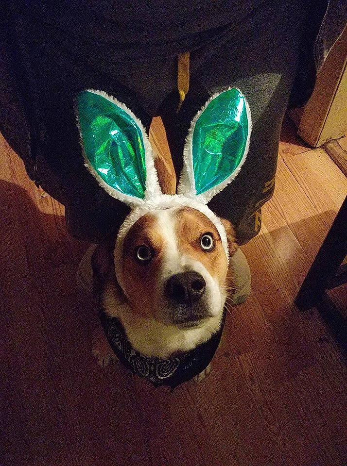 Jakey joined the competition — help win amazing prizes! beagle, canidae, cardigan_welsh_corgi, carnivore, companion_dog, dog, dog_breed, dog_clothes, ear, fur, green, head, puppy_love, rat_terrier, selfie, shirt, t_shirt, top, toy_fox_terrier, whiskers