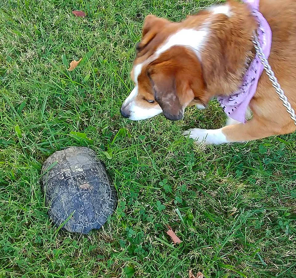 Jakey is registered to the contest to win money with this photo: canidae, carnivore, companion_dog, dog, dog_breed, grass, plant, sporting_group, vertebrate