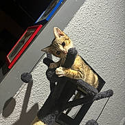 Cindy a rejoint le concours — aidez-le/la à gagner de superbes lots ! animal, black, cat, cat_tree, climbing, curious, cute, feline, framed_picture, indoor, kitten, pet, playful, pom_poms, small, soft, texture, toy, wall, young