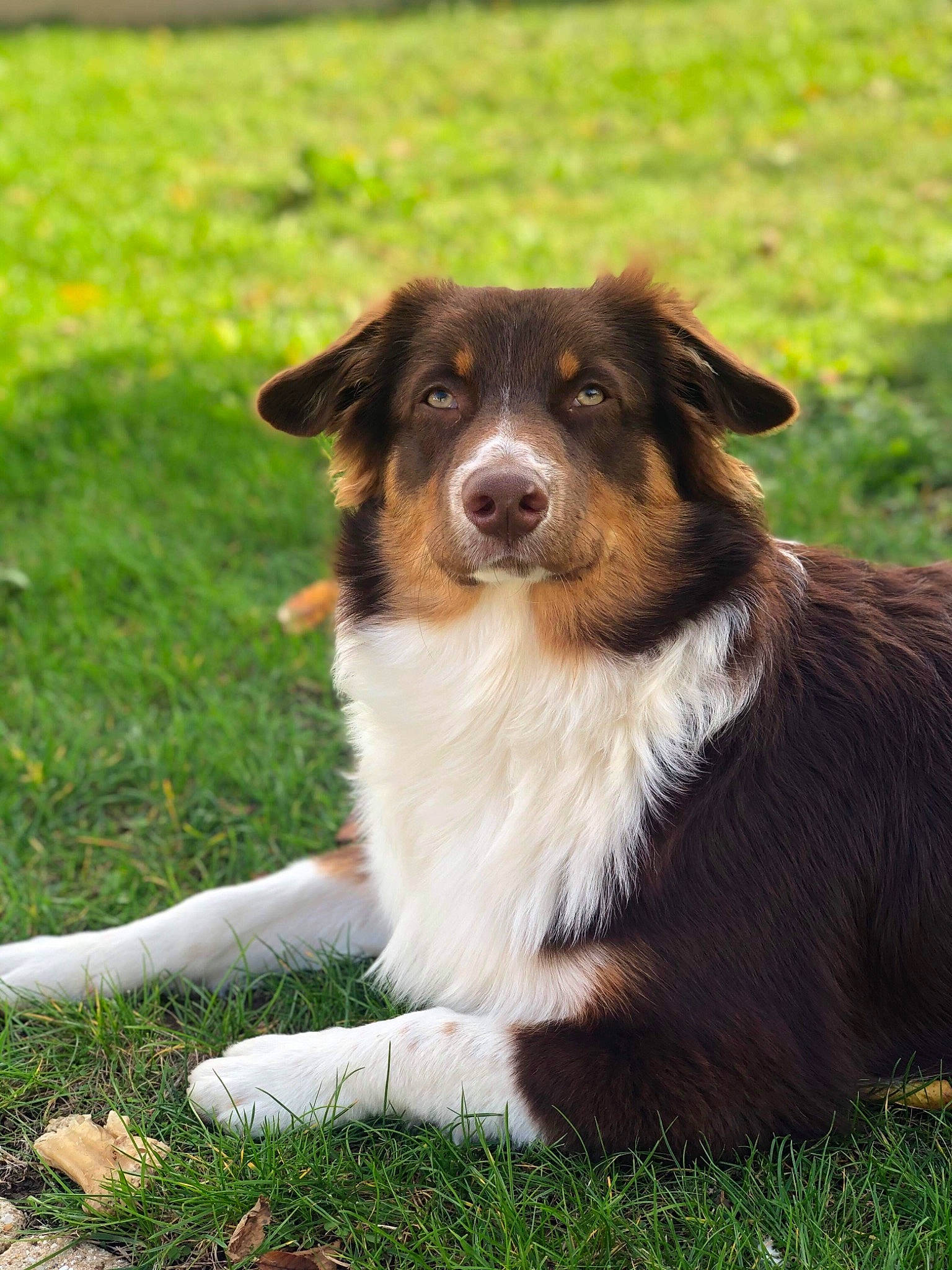 Poker a rejoint le concours — aidez-le/la à gagner de superbes lots ! australian_collie, australian_kelpie, australian_shepherd, basque_shepherd_dog, border_collie, canidae, carnivore, companion_dog, dog, dog_breed, english_shepherd, herding_dog, mammal, miniature_australian_shepherd, rare_breed_dog, scotch_collie, sporting_group, vertebrate, welsh_sheepdog