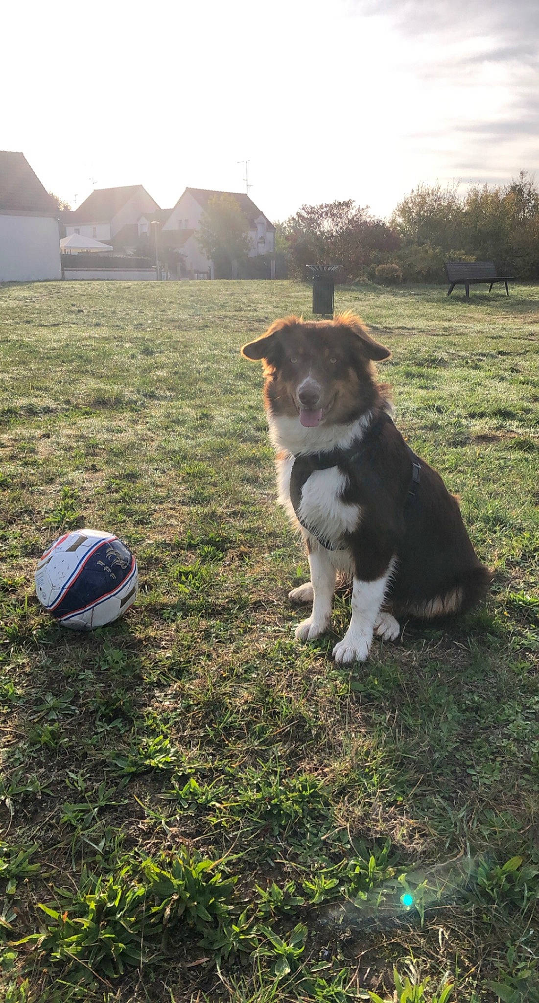 Poker participe au concours pour gagner de l'argent avec cette photo : border_collie, canidae, carnivore, companion_dog, dog, dog_breed, grass, mammal