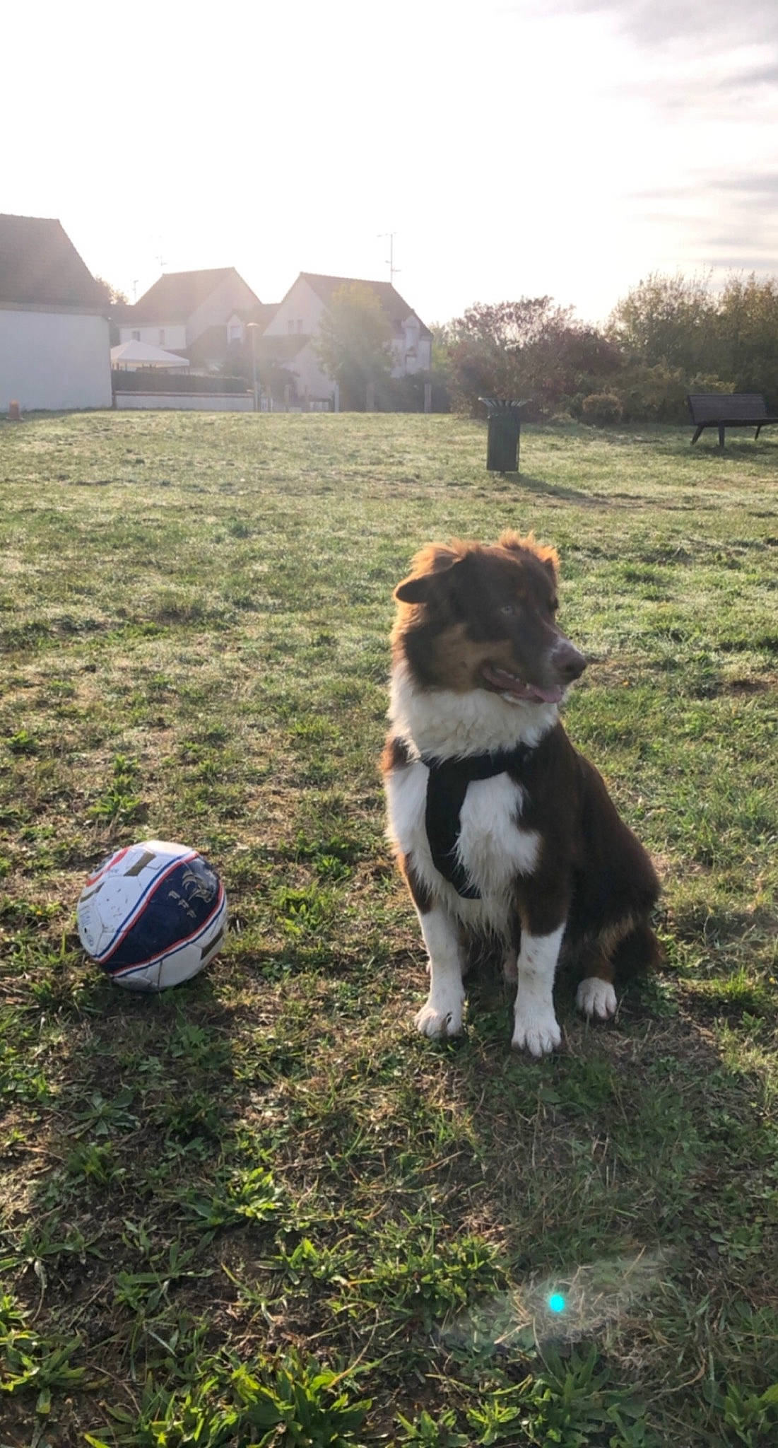 Poker participe au concours pour gagner de l'argent avec cette photo : border_collie, canidae, carnivore, dog, dog_breed, grass, mammal, sporting_group, vertebrate