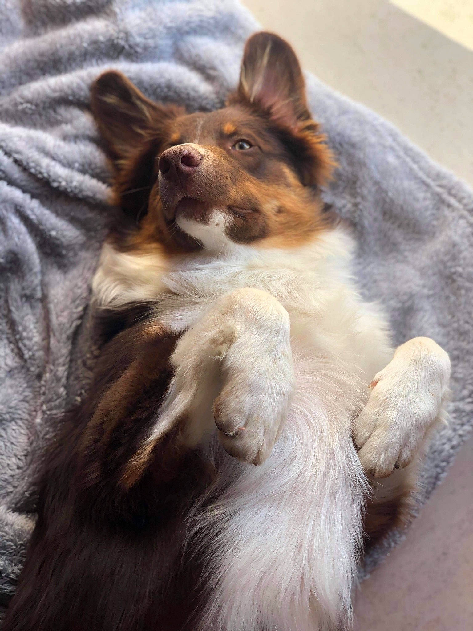 Poker a rejoint le concours — aidez-le/la à gagner de superbes lots ! australian_collie, australian_shepherd, border_collie, canidae, carnivore, collie, companion_dog, dog, dog_breed, mammal, puppy, scotch_collie, shetland_sheepdog, snout, vertebrate, whiskers