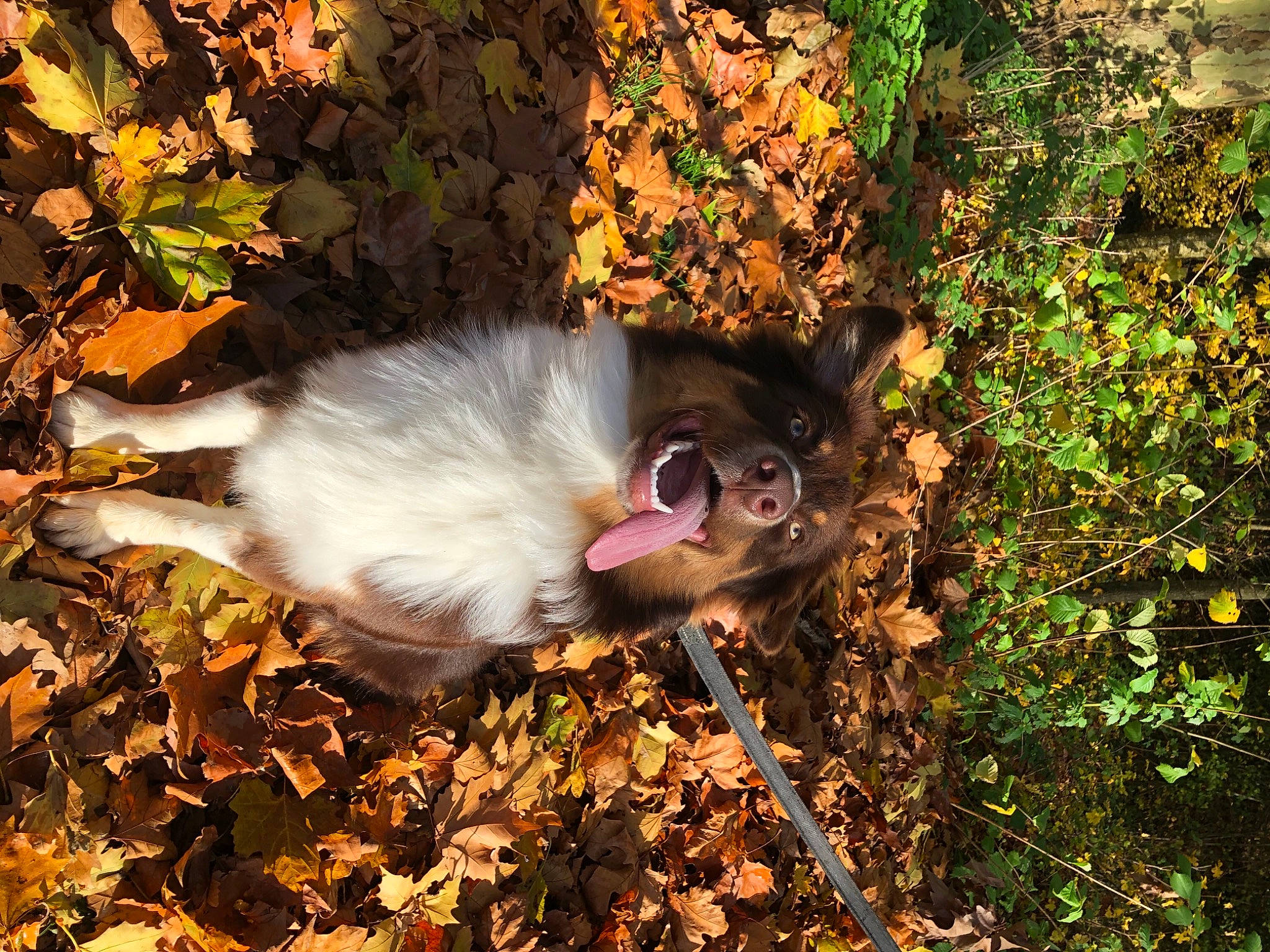 Poker a rejoint le concours — aidez-le/la à gagner de superbes lots ! autumn, canidae, carnivore, deciduous, dog_breed, fawn, fur, goggles, groundcover, leaf, liver, primate, shrub, snout, sporting_group, tail, terrestrial_animal, tongue, whiskers, working_animal