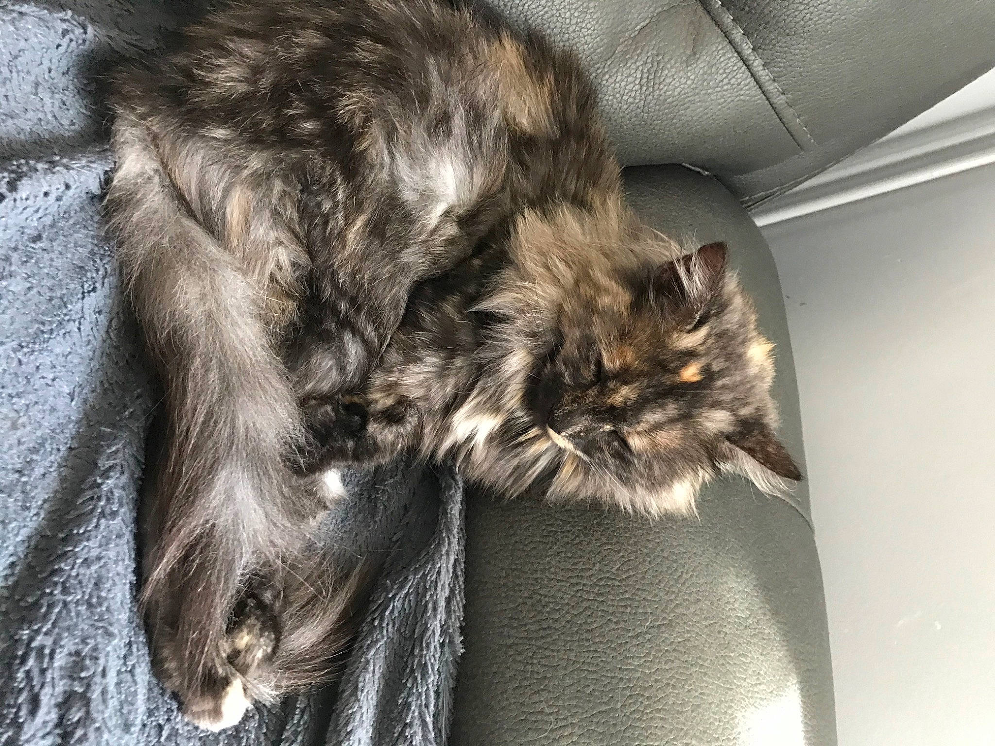 Orphee participe au concours pour gagner de l'argent avec cette photo : asian, british_semi_longhair, carnivore, cat, domestic_long_haired_cat, domestic_short_haired_cat, felidae, fur, maine_coon, mammal, norwegian_forest_cat, ragamuffin, small_to_medium_sized_cats, tabby_cat, vertebrate, whiskers