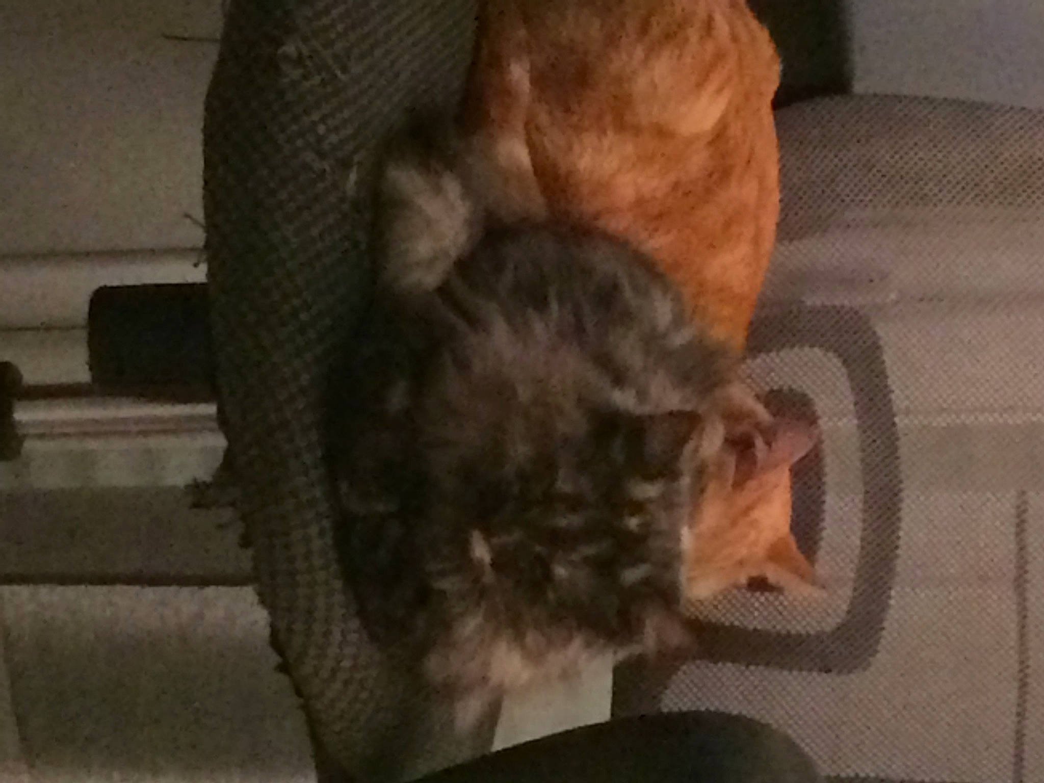 Orphee participe au concours pour gagner de l'argent avec cette photo : border_terrier, canidae, carnivore, cat, dog_breed, ear, felidae, fur, head, long_hair, small_to_medium_sized_cats