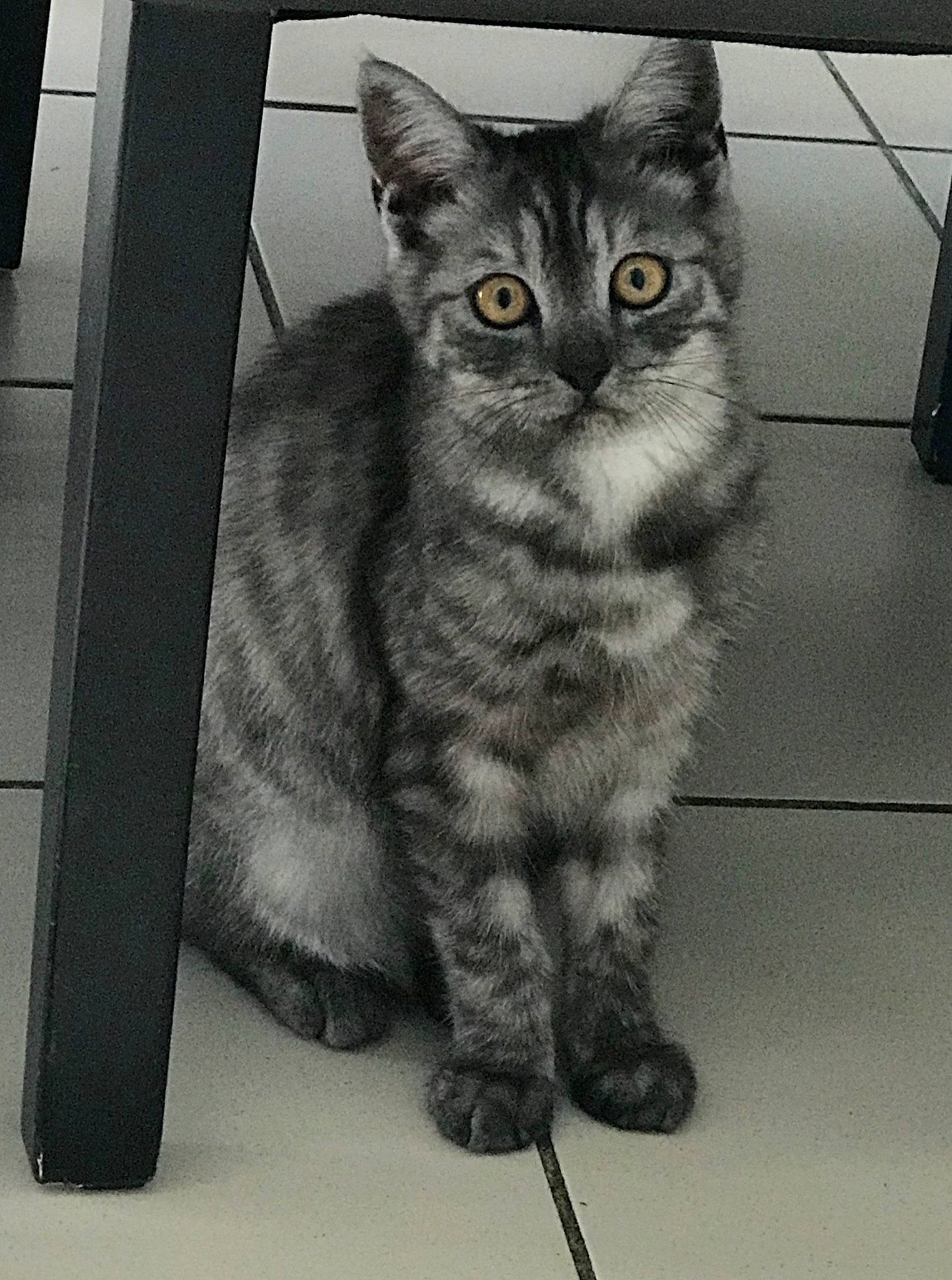 Raphy participe au concours pour gagner de l'argent avec cette photo : american_shorthair, asian, black_and_white, british_semi_longhair, carnivore, cat, domestic_short_haired_cat, dragon_li, egyptian_mau, european_shorthair, eye, felidae, fur, kitten, mammal, polydactyl_cat, small_to_medium_sized_cats, tabby_cat, vertebrate, whiskers