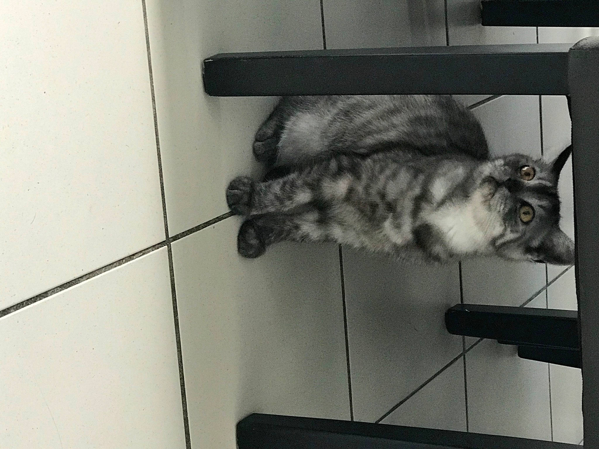 Raphy participe au concours pour gagner de l'argent avec cette photo : american_shorthair, asian, black_and_white, carnivore, cat, domestic_short_haired_cat, ear, european_shorthair, felidae, fur, kitten, polydactyl_cat, small_to_medium_sized_cats, square, tabby_cat, tail, whiskers