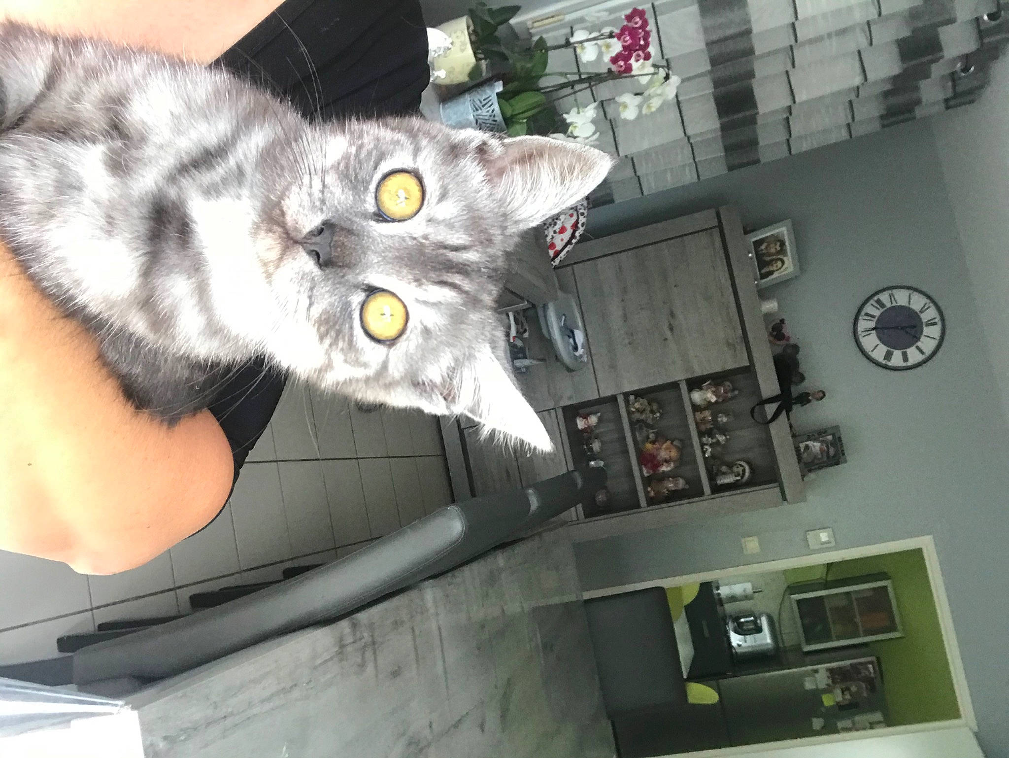 Raphy participe au concours pour gagner de l'argent avec cette photo : american_shorthair, carnivore, cat, chartreux, domestic_short_haired_cat, european_shorthair, felidae, fur, kitten, korat, russian_blue, small_to_medium_sized_cats, whiskers