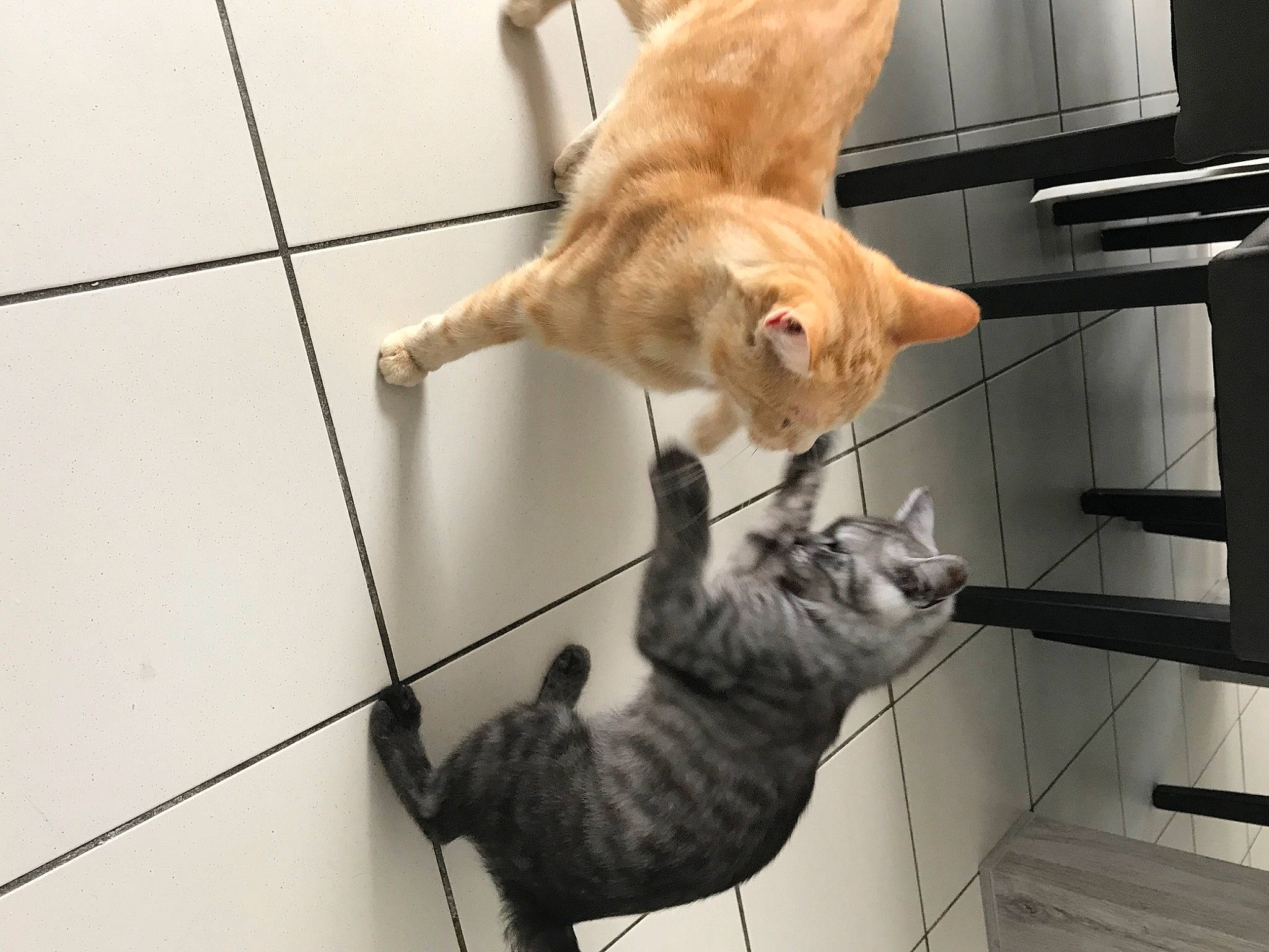 Raphy participe au concours pour gagner de l'argent avec cette photo : aegean_cat, american_shorthair, asian, carnivore, cat, domestic_short_haired_cat, dragon_li, european_shorthair, fawn, felidae, german_rex, kitten, mammal, ocicat, paw, polydactyl_cat, small_to_medium_sized_cats, tabby_cat, tail, whiskers