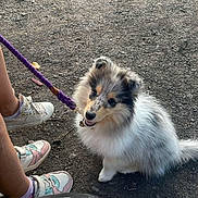 Athena a rejoint le concours — aidez-le/la à gagner de superbes lots ! dog, puppy, leash, sitting, happy, outdoor, grass, dirt, footwear, sneakers, hand, toy, playful, animal, pet, nature, young_dog, fur, collar, person
