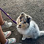 dog, puppy, leash, sitting, happy, outdoor, grass, dirt, footwear, sneakers, hand, toy, playful, animal, pet, nature, young_dog, fur, collar, person