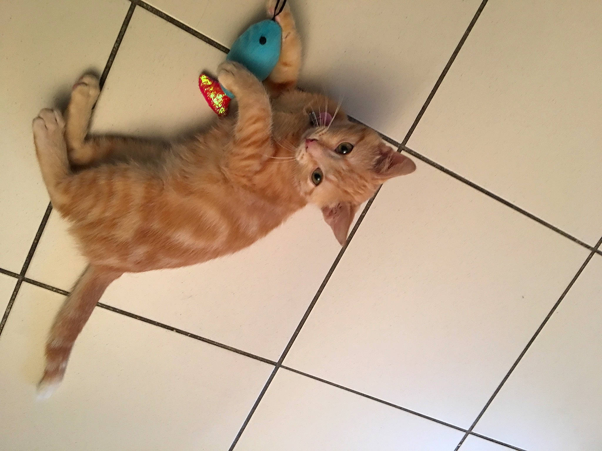 Olympia a rejoint le concours — aidez-le/la à gagner de superbes lots ! carnivore, cat, fawn, felidae, flooring, kitten, line, small_to_medium_sized_cats, square, tail, whiskers