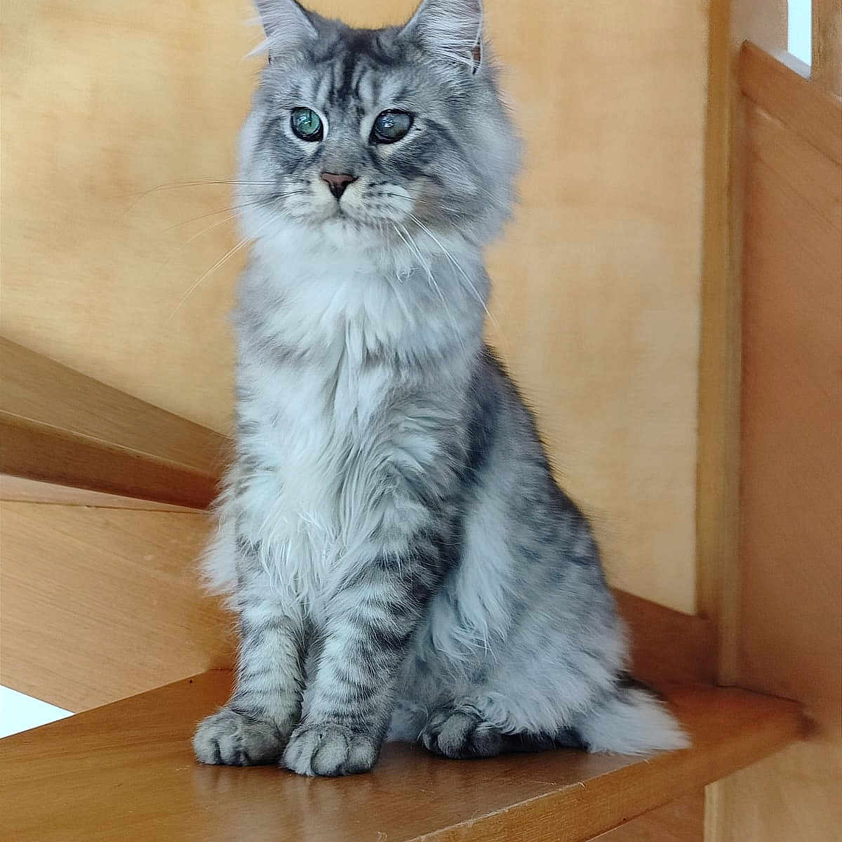 Uno a rejoint le concours — aidez-le/la à gagner de superbes lots ! abyssinian, angora, animal, architecture, building, cat, furniture, hardwood, house, housing, indoors, interiordesign, kitten, manx, pet, plywood, shelf, stainedwood, staircase, wood
