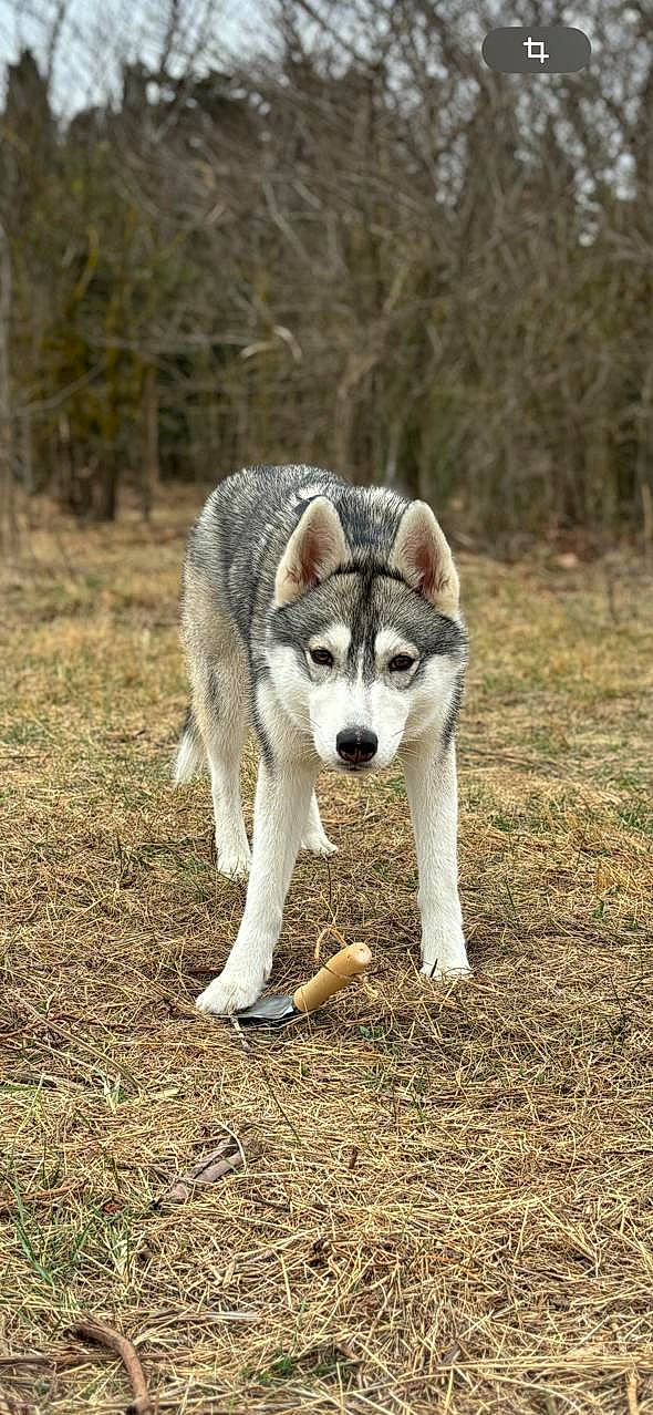 Arya a rejoint le concours — aidez-le/la à gagner de superbes lots ! canis, carnivore, companion_dog, dog, dog_breed, grass, plant, sled_dog, soil, sporting_group, sulimov_dog, tail, terrestrial_animal, tree, wolf, working_animal, working_dog
