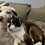 Raya participe au concours pour gagner de l'argent avec cette photo : dog, cat, couch, blanket, indoor, pet, snuggling, fur, blue_eyes, closeup, relaxing, companion, animal, cute, friendship, cozy, home, resting, mammal, domestic
