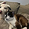 dog, cat, couch, blanket, indoor, pet, snuggling, fur, blue_eyes, closeup, relaxing, companion, animal, cute, friendship, cozy, home, resting, mammal, domestic