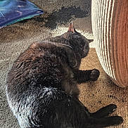 Midnight is registered to the contest to win money with this photo: cat, black_cat, sleeping, carpet, cushion, pillow, sunlight, indoor, pet, feline, relaxing, fur, cozy, home, animal, resting, closeup, texture, comfort, peaceful