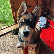 Maya a rejoint le concours — aidez-le/la à gagner de superbes lots ! puppy, dog, leash, wooden_floor, wooden_shed, ears, toy, blanket, indoor, pet, animal, brown, black, white, cute, looking_up, sitting, collar, young, fur