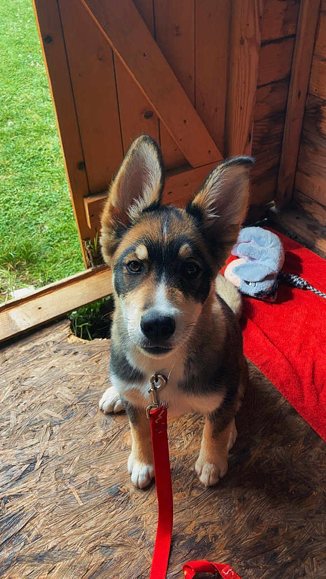 Maya