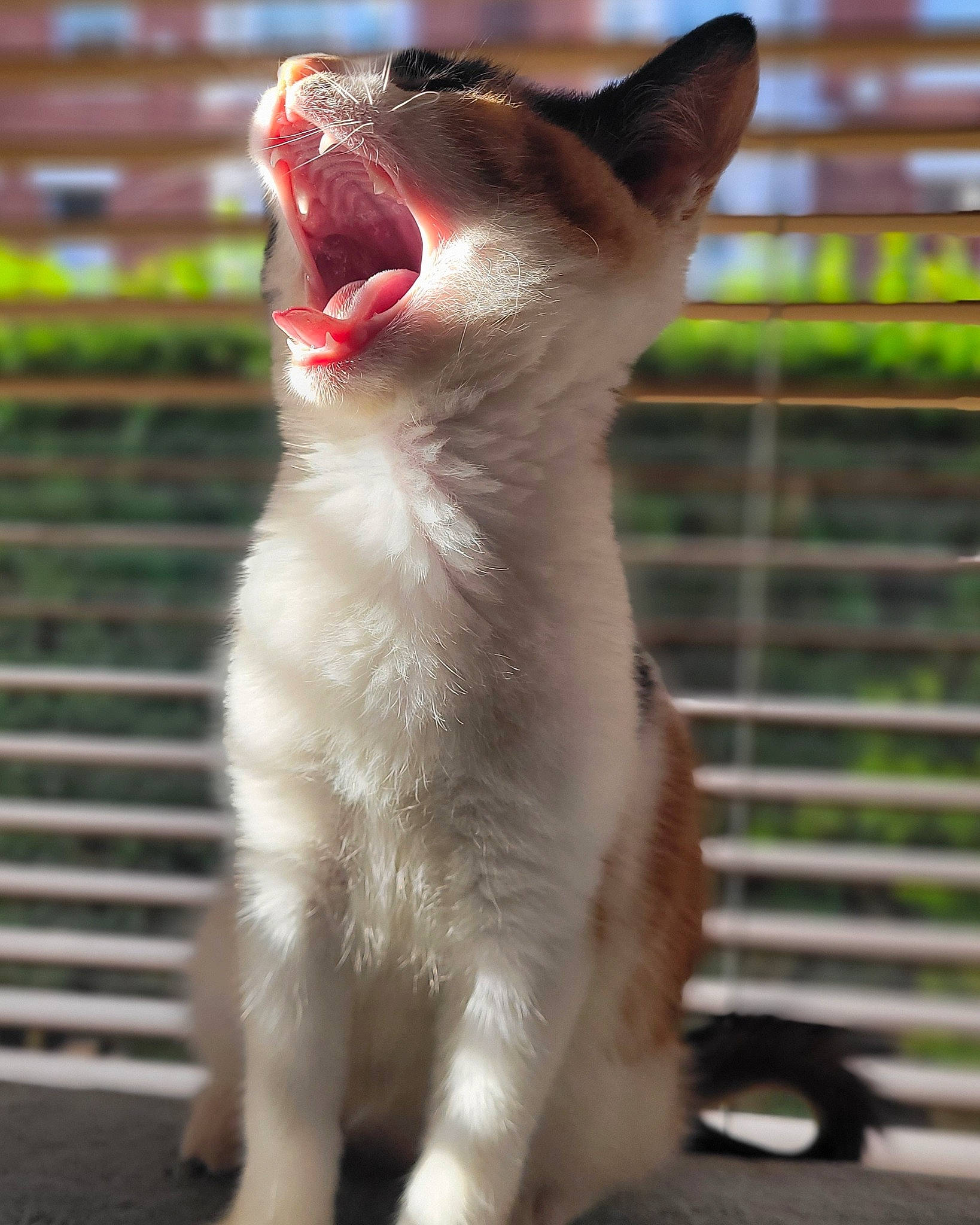 Winifred is registered to the contest to win money with this photo: carmine, carnivore, cat, collar, domestic_short_haired_cat, fang, felidae, fur, gesture, jaw, paw, plant, roar, small_to_medium_sized_cats, snout, tail, terrestrial_animal, whiskers, window, yawn