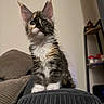 Luna joined the competition — help win amazing prizes! kitten, cat, fur, pet, indoor, cushion, furniture, shelf, curious, ears, animal, cute, domestic_cat, whiskers, portrait, young, tabby, calico, home, cozy