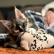Luna joined the competition — help win amazing prizes! kitten, cat, pet, sock, leopard_print, playful, curious, furry, animal, closeup, cute, indoor, texture, orange, soft_light, paw, resting, blurred_background, human_hand, cozy