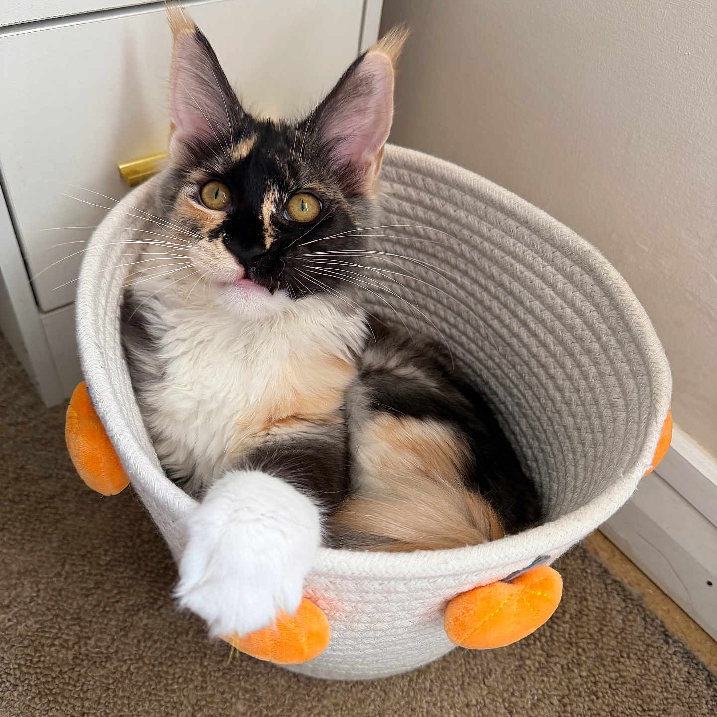 Luna joined the competition — help win amazing prizes! cat, calico, feline, pet, basket, white_basket, orange_plush, indoor, carpet, paw, ears, curious, relaxed, cozy, fur, animal, cute, resting, domestic_cat, household