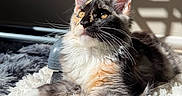 Luna joined the competition — help win amazing prizes! animal, background_blur, cat, closeup, cute, ears, feline, fluffy, fur, golden_eyes, indoor, pet, portrait, relaxed, resting, rug, shadow, soft_texture, sunlight, whiskers