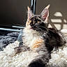 animal, background_blur, cat, closeup, cute, ears, feline, fluffy, fur, golden_eyes, indoor, pet, portrait, relaxed, resting, rug, shadow, soft_texture, sunlight, whiskers