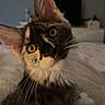 Luna is registered to the contest to win money with this photo: kitten, cat, tortoiseshell, pet, animal, indoor, bed, whiskers, curious, cute, feline, portrait, domestic_cat, young, soft_light, cozy, fur, ears, closeup, home