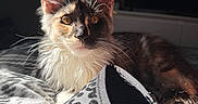 Luna joined the competition — help win amazing prizes! cat, kitten, animal, pet, fur, whiskers, ears, bed, blanket, leopard_print, fabric, indoor, sunlight, shadow, television, resting, curious, closeup, cozy, domestic