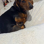Guss participe au concours pour gagner de l'argent avec cette photo : animal, bed, black, blanket, brown, companion, cozy, cute, dachshund, dog, domestic_animal, fur, home, indoor, looking_back, pet, relaxed, resting, small_dog, soft