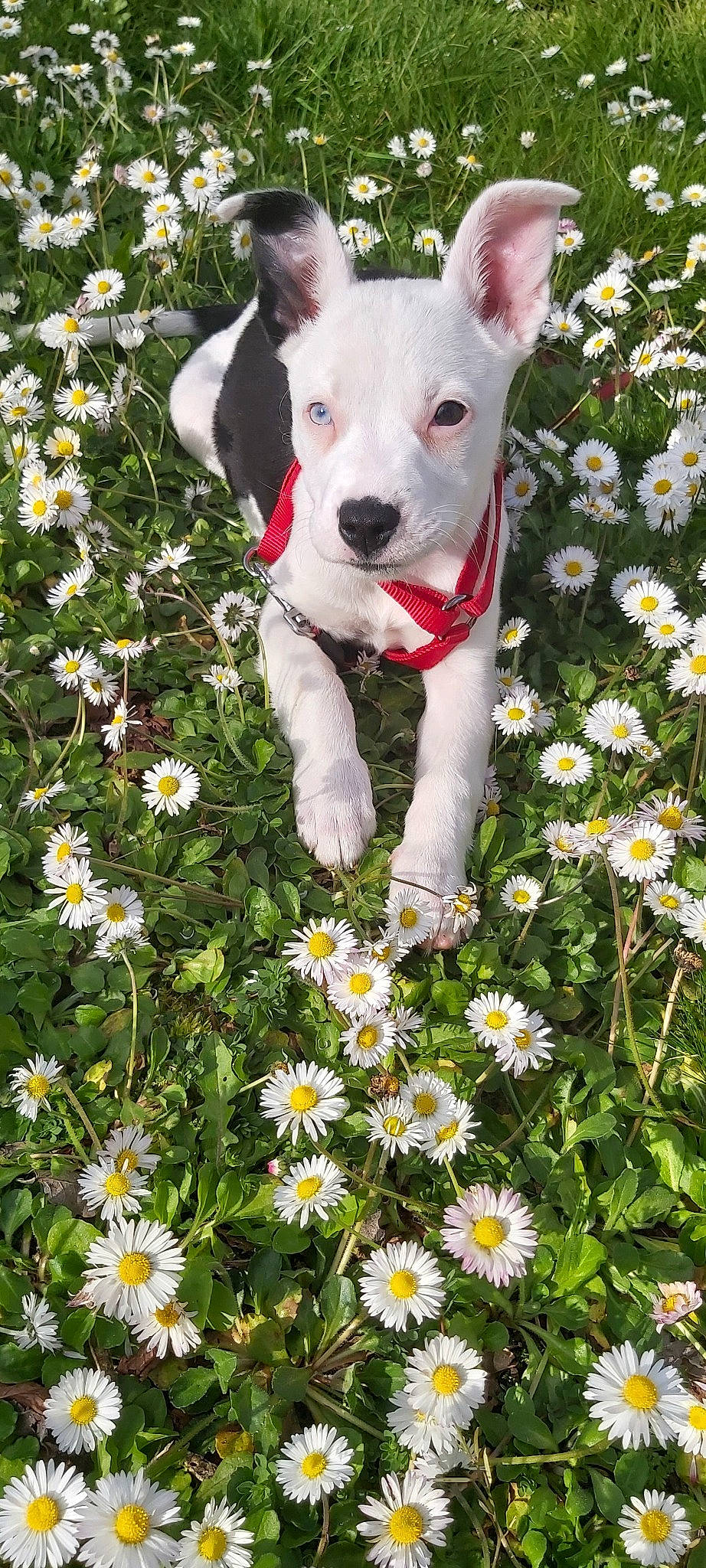Pitch participe au concours pour gagner de l'argent avec cette photo : american_pit_bull_terrier, american_staffordshire_terrier, canidae, carnivore, companion_dog, daisy_family, dog, dog_breed, fawn, flower, mammal, non_sporting_group, petal, pit_bull, plant, puppy, rare_breed_dog, staffordshire_bull_terrier, terrier, wildflower