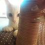 Nougat a rejoint le concours — aidez-le/la à gagner de superbes lots ! carnivoran, cat, cat_like_mammal, kitten, skin, small_to_medium_sized_cats, whiskers