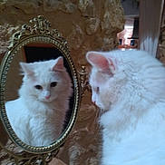 Nougat a rejoint le concours — aidez-le/la à gagner de superbes lots ! cat, cat_like_mammal, domestic_short_haired_cat, fur, kitten, small_to_medium_sized_cats, turkish_angora, turkish_van, whiskers