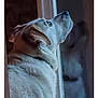 animal, calm, canine, close_up, contemplative, dog, domestic_animal, fur, home, indoor, looking_out, moody_lighting, pet, portrait, quiet, reflection, shadow, side_view, still_life, window