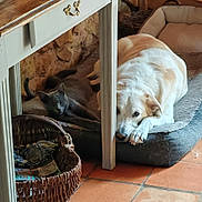 Olden participe au concours pour gagner de l'argent avec cette photo : animal_companions, basket, cat, cozy, dog, domestic, furniture, gray_cat, home_interior, indoor, natural_light, pet_bed, quiet, relaxed, resting, sleepy, stone_wall, tile_floor, white_dog, wooden_table