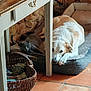 animal_companions, basket, cat, cozy, dog, domestic, furniture, gray_cat, home_interior, indoor, natural_light, pet_bed, quiet, relaxed, resting, sleepy, stone_wall, tile_floor, white_dog, wooden_table