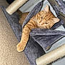 cat, orange_tabby, cat_tree, hammock, paw, carpet, indoor, pet, relaxed, feline, stretching, fur, whiskers, ears, domestic_cat, comfortable, resting, animal, home, cozy