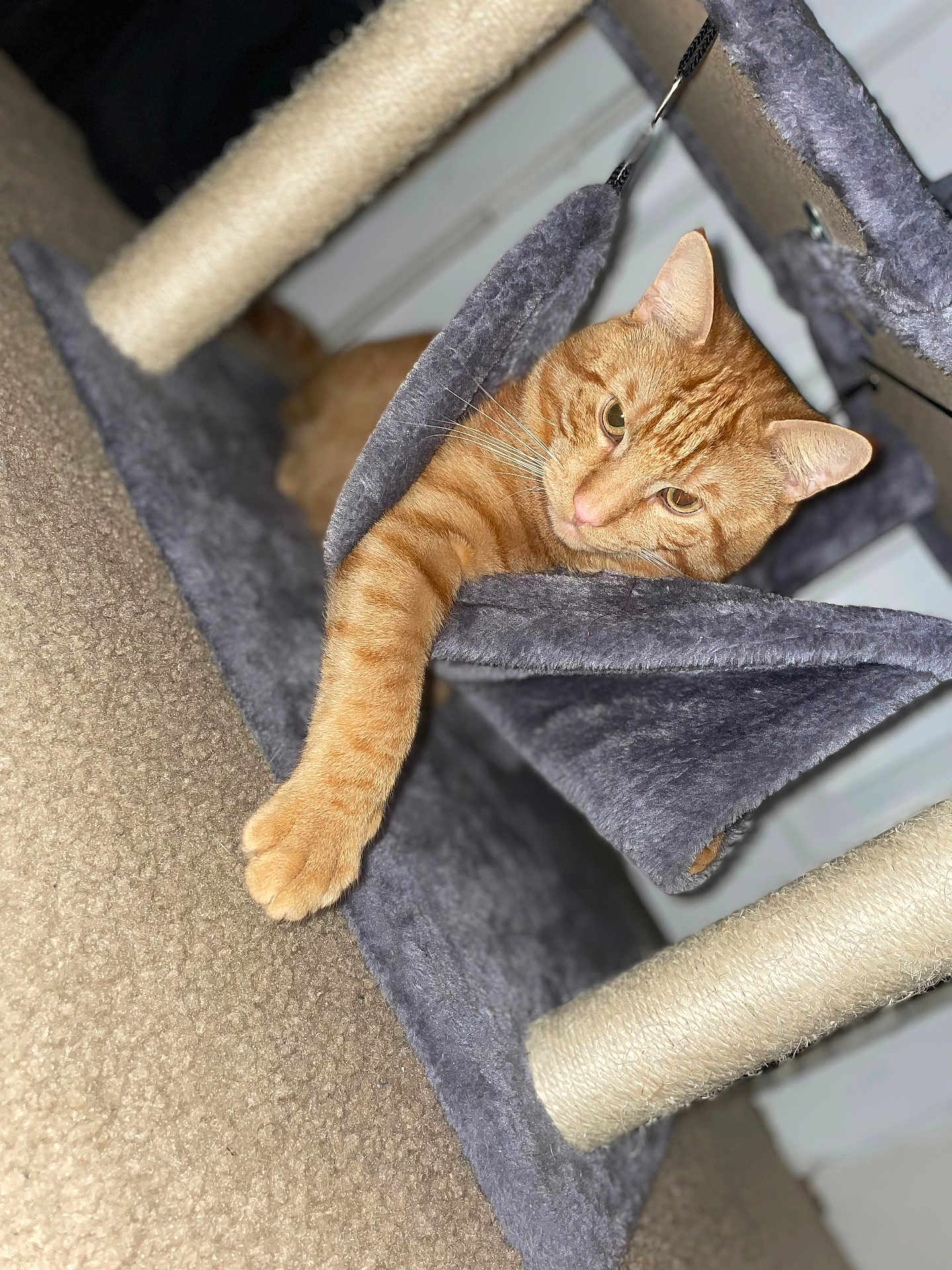 Ollie joined the competition — help win amazing prizes! cat, orange_tabby, cat_tree, hammock, paw, carpet, indoor, pet, relaxed, feline, stretching, fur, whiskers, ears, domestic_cat, comfortable, resting, animal, home, cozy