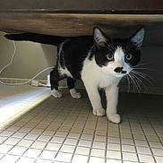Kevin joined the competition — help win amazing prizes! cat, black_and_white, mustache_pattern, curious, exploring, under_furniture, tiled_floor, indoor, pet, animal, whiskers, ears, tail, legs, paws, cord, power_cord, floor, closeup, domestic_cat