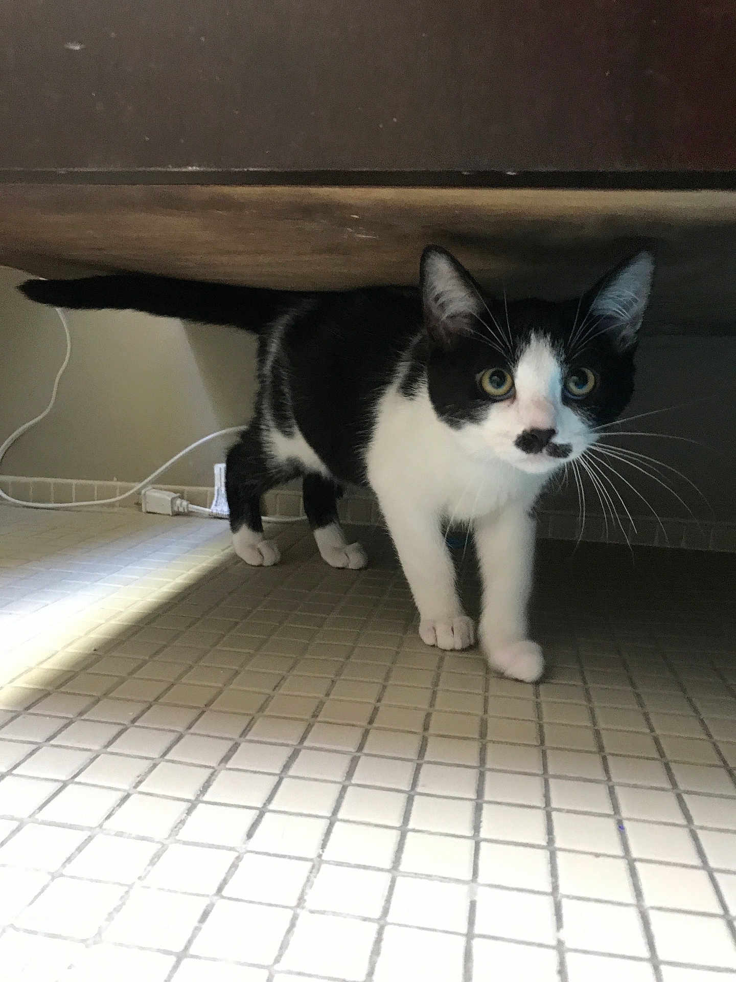 Kevin joined the competition — help win amazing prizes! cat, black_and_white, mustache_pattern, curious, exploring, under_furniture, tiled_floor, indoor, pet, animal, whiskers, ears, tail, legs, paws, cord, power_cord, floor, closeup, domestic_cat