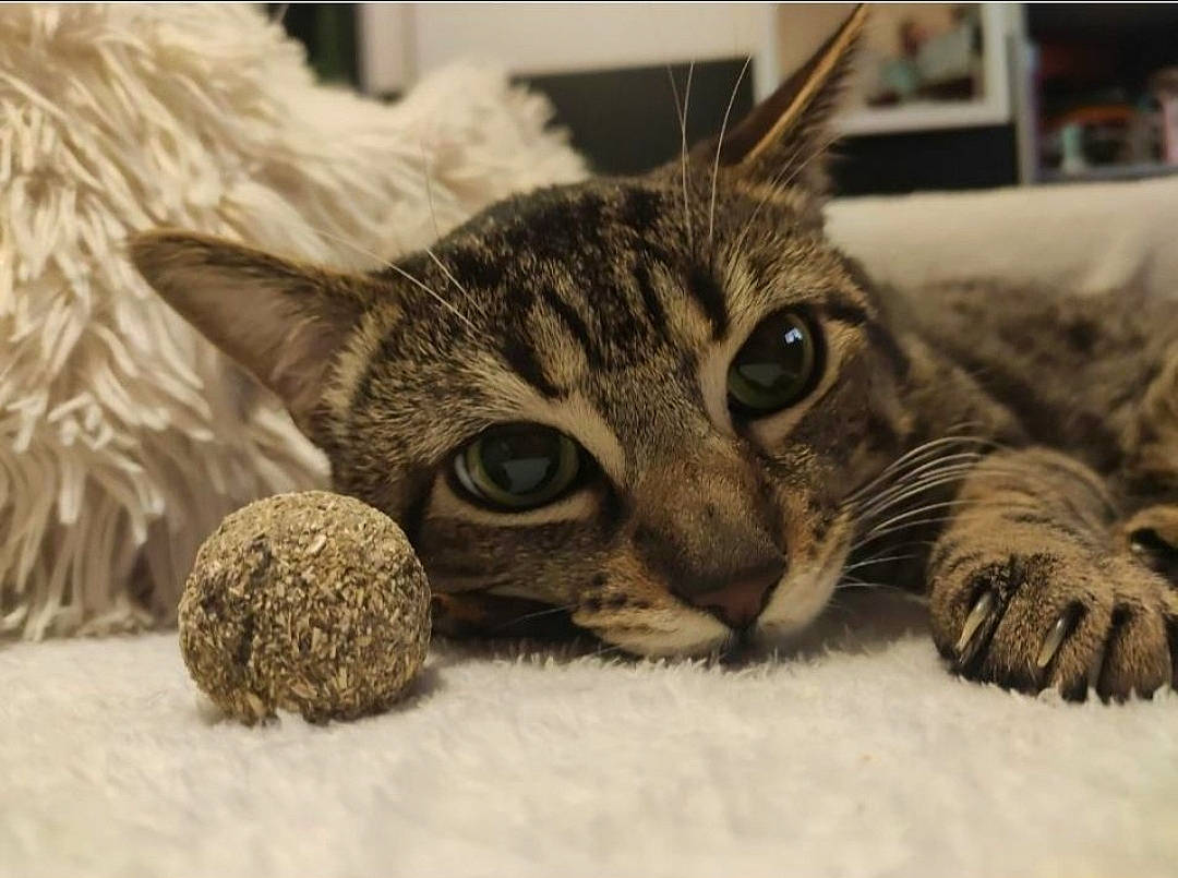 Symba a rejoint le concours — aidez-le/la à gagner de superbes lots ! carnivore, cat, cat_bed, cat_supply, claw, comfort, domestic_short_haired_cat, felidae, fur, mammal, paw, small_to_medium_sized_cats, snout, terrestrial_animal, vertebrate, whiskers, wildlife