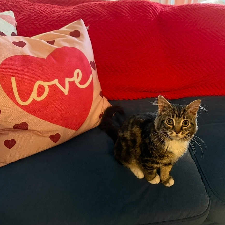 Dawn Bryan joined the competition — help win amazing prizes! big_eyes, cat, cozy, cushion, fur, heart, home_decor, indoor, kitten, living_room, love_text, navy_couch, paws, pet, pillow, red_blanket, sitting, sofa, tabby, whiskers