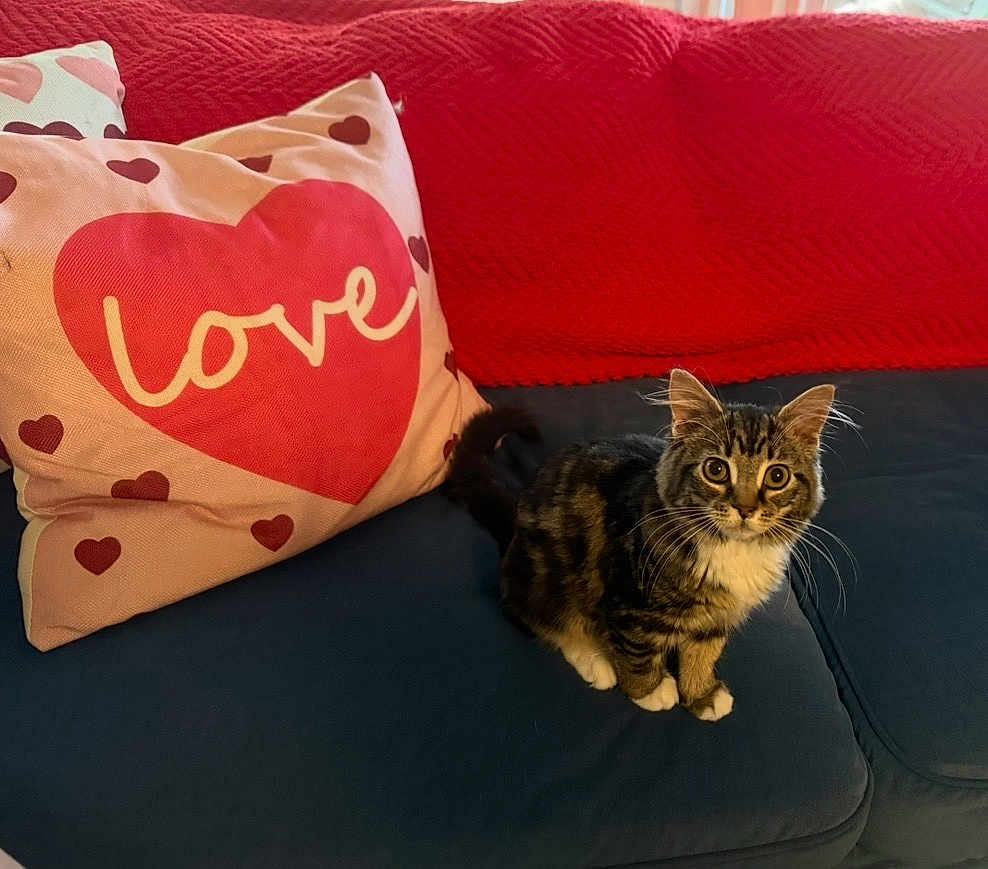 Dawn Bryan joined the competition — help win amazing prizes! cat, kitten, tabby, sofa, cushion, pillow, heart, love_text, red_blanket, navy_couch, living_room, whiskers, big_eyes, paws, fur, sitting, indoor, cozy, pet, home_decor