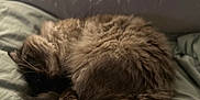 Cleo joined the competition — help win amazing prizes! cat, sleeping, bed, fur, cozy, curled_up, animal, pet, indoor, rest, soft, feline, domestic, cute, whiskers, relaxation, tail, pillow, quiet, nap
