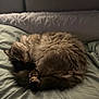 cat, sleeping, bed, fur, cozy, curled_up, animal, pet, indoor, rest, soft, feline, domestic, cute, whiskers, relaxation, tail, pillow, quiet, nap