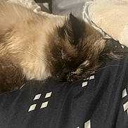 Cleo joined the competition — help win amazing prizes! cat, sleeping, fluffy, fur, face, ear, whiskers, blanket, pillow, bed, indoor, rest, cozy, closeup, animal, pet, relax, cute, domestic, soft